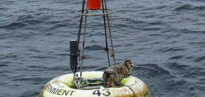seal on a smartbuoy