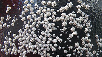close up image of barnacles