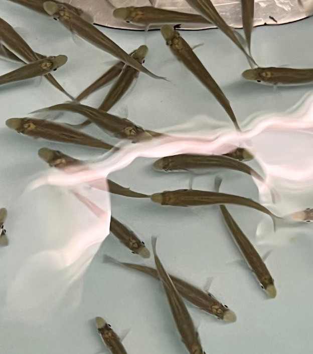 European sea bass swimming in shallow water