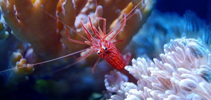 Shrimp on coral