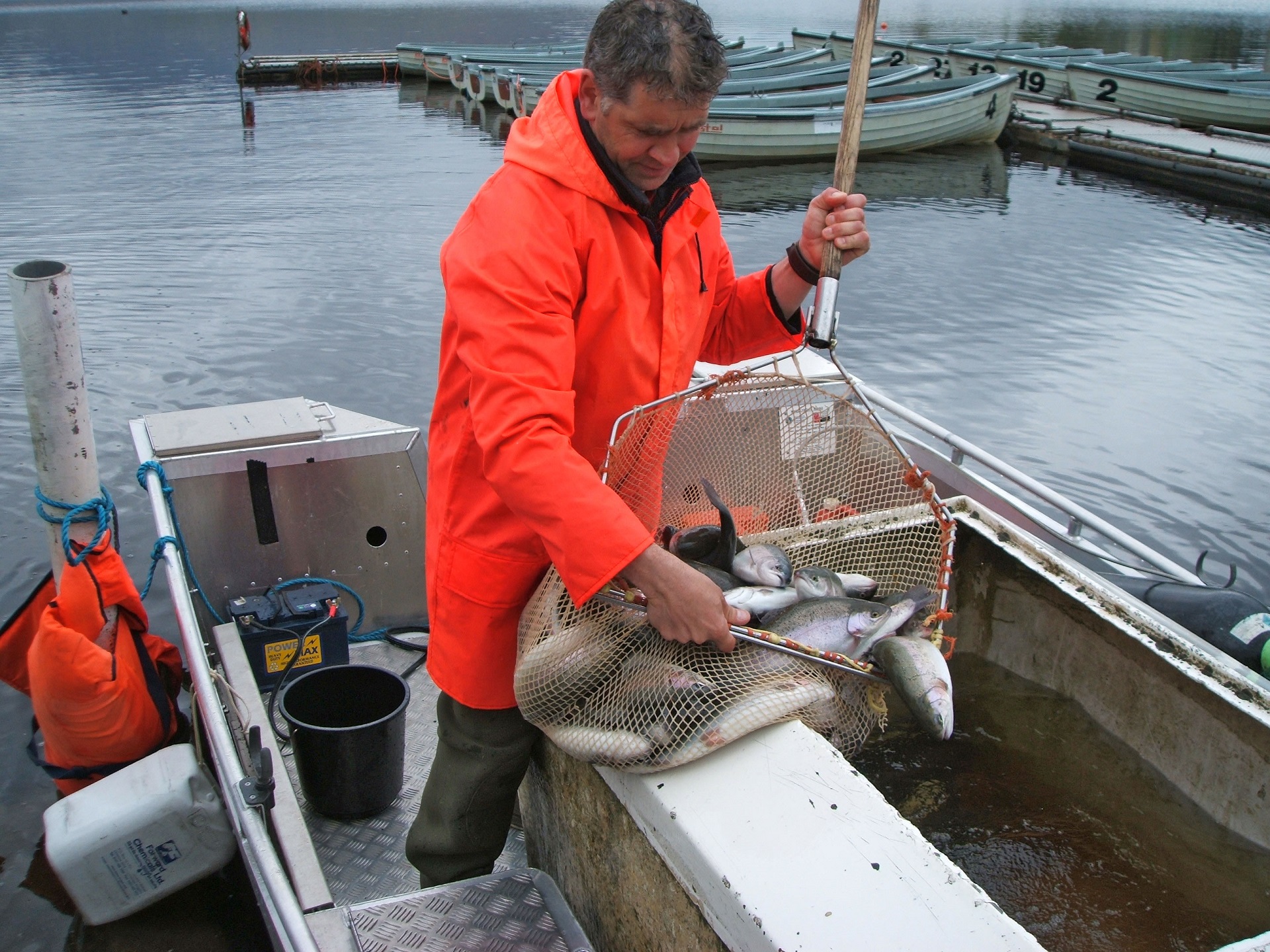 a man with a net containing many fish on a boat