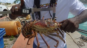 Regional collaboration to achieve sustainable fisheries in the Caribbean