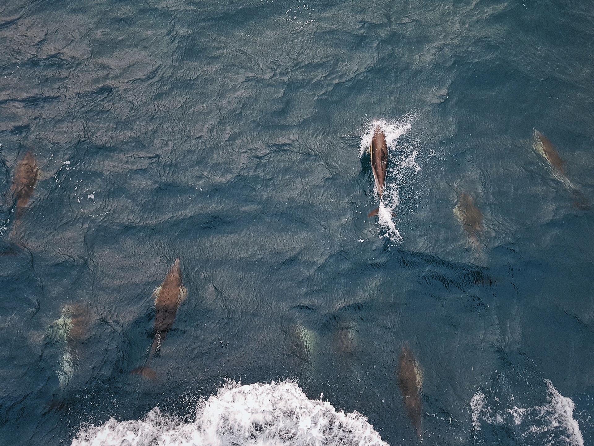 dolphins swimming in the sea