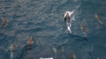 dolphins swimming in the sea