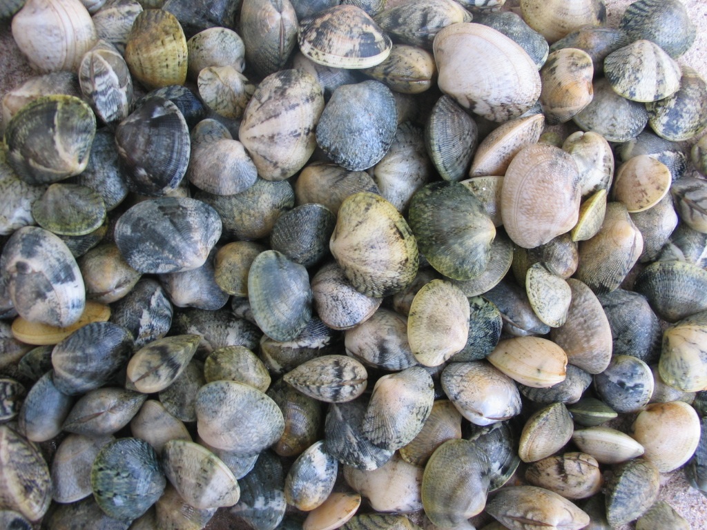 a pile of molluscs