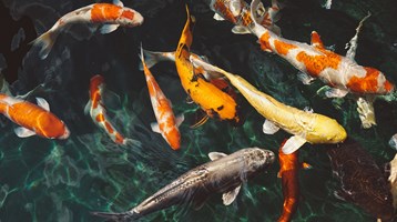 Ornamental non-native fish species as vectors of disease