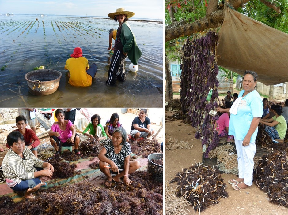 Seaweed farming in the Philippines