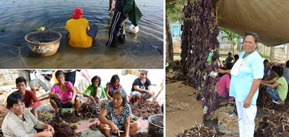 Seaweed farming in the Philippines