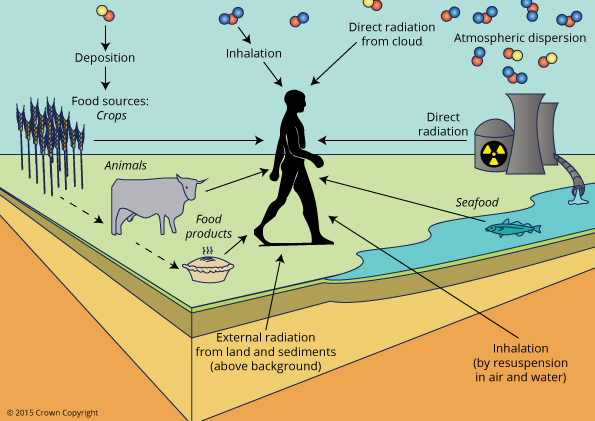 Ensuring Food Safety: Radioactivity in Food and the Environment