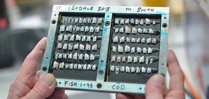 hands holding a display of fish ear bones