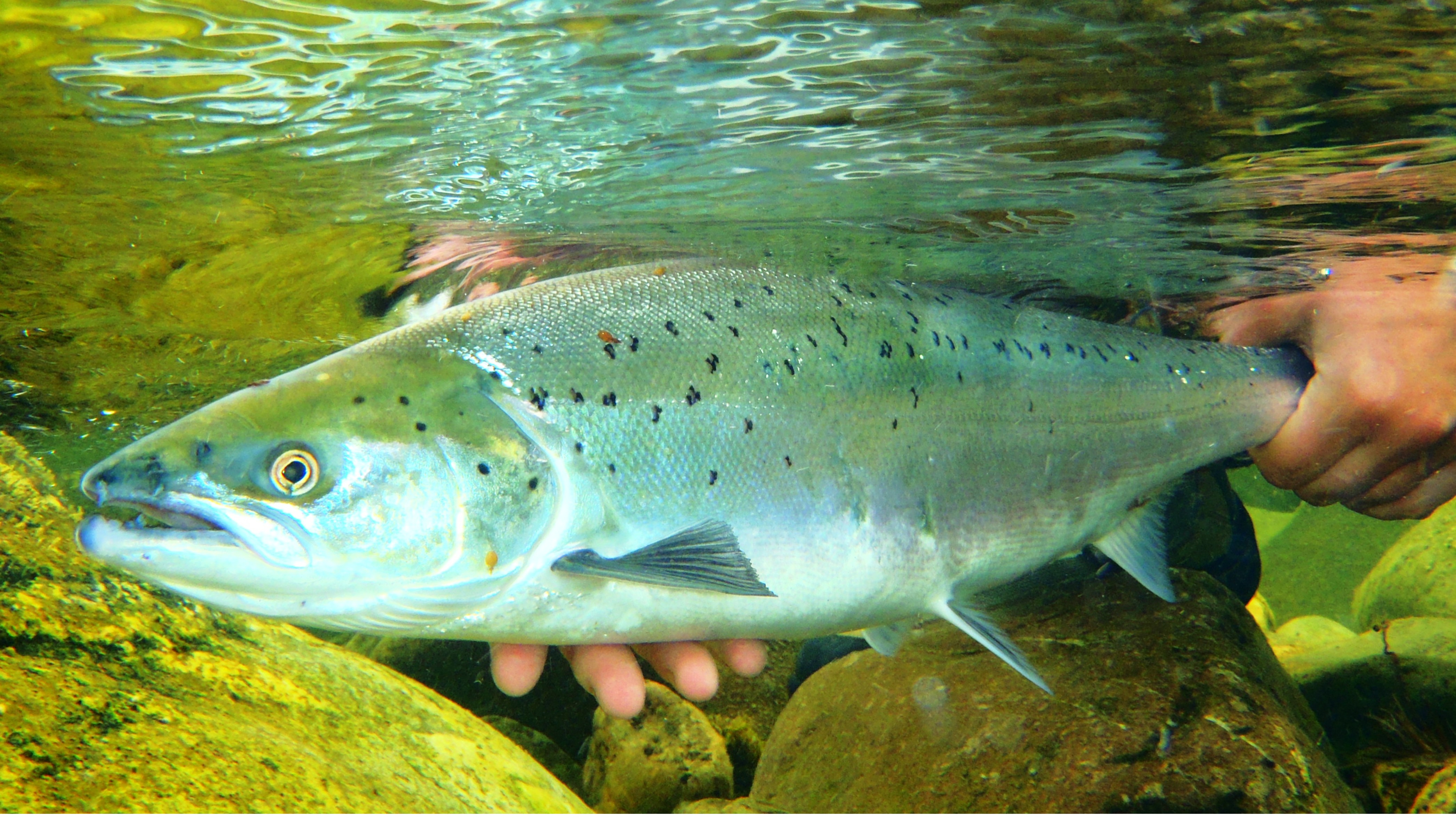 Atlantic salmon