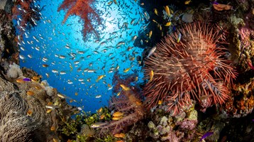 Coral Reef at Marsa Gozlani site, Sharm el Shekh, Egypt