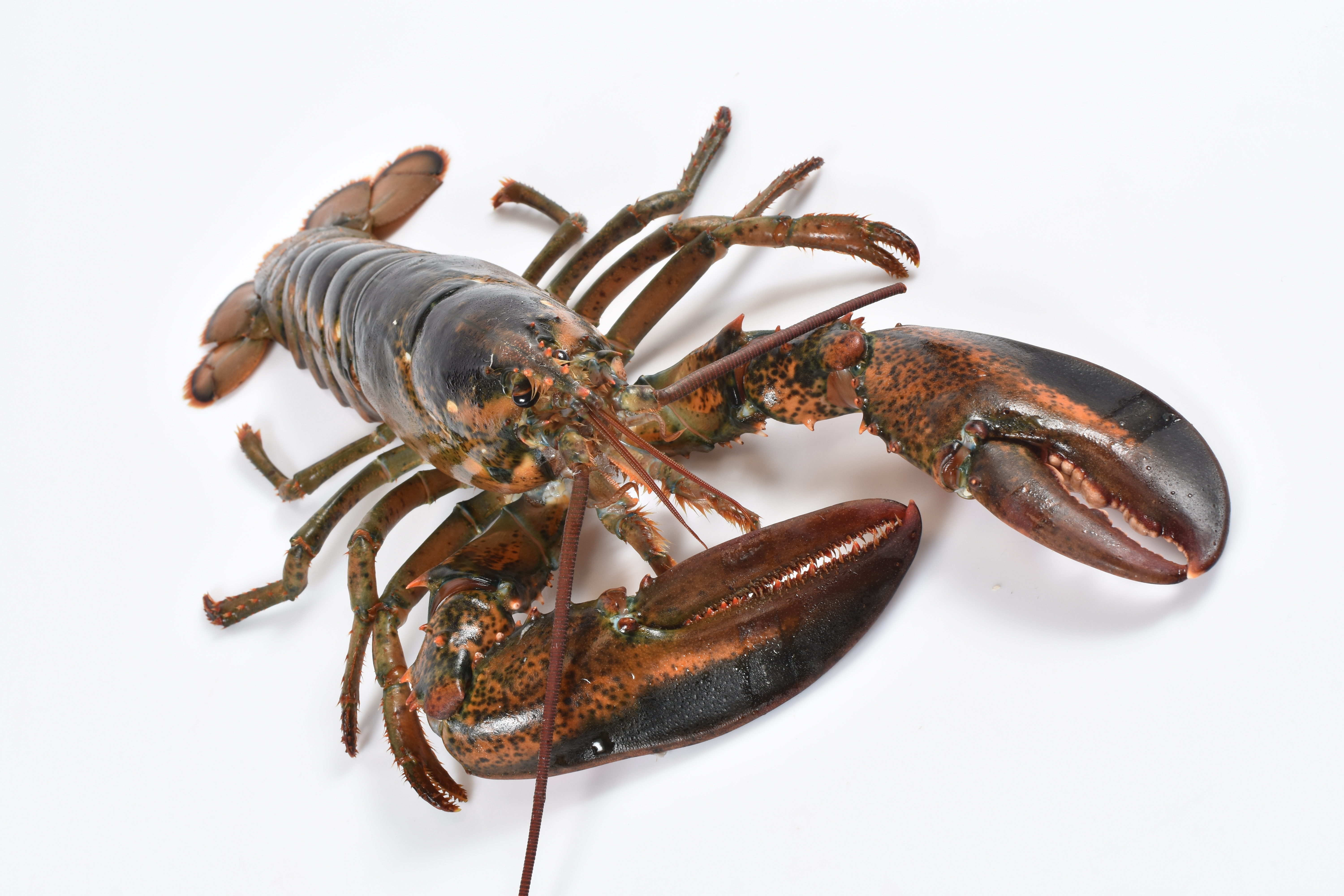 American lobster photo