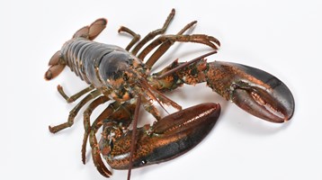 American lobster photo