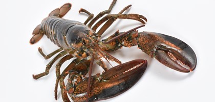 American lobster photo