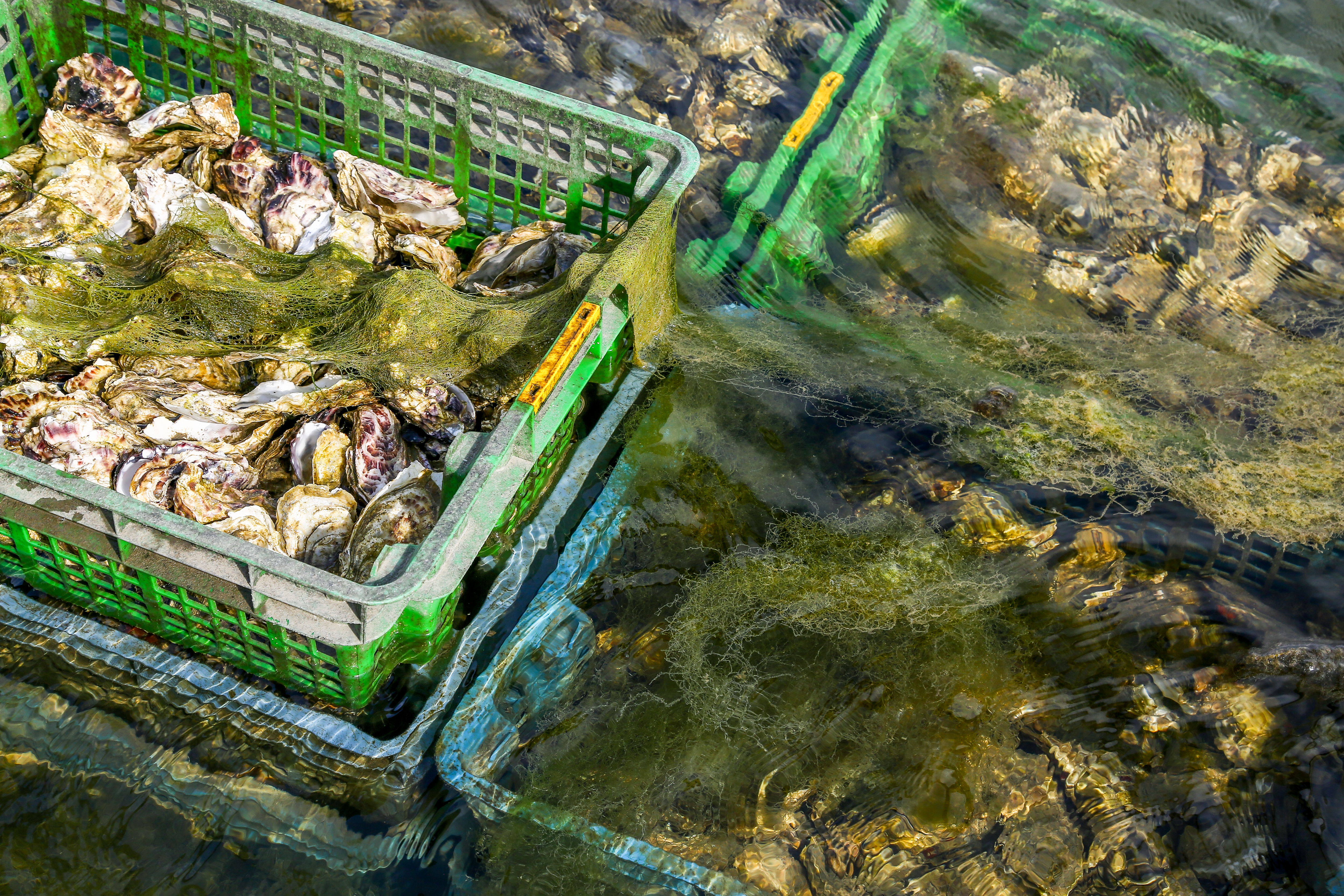 Oysters in crates