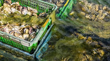 Oysters in crates