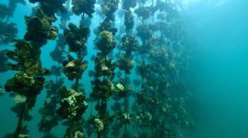 oysters grown on ropes underwater