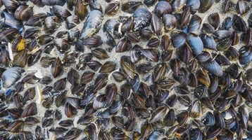 UK scientists host international seafood safety experts at newly designated International Centre of Excellence