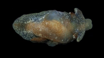 Side-gill sea slug