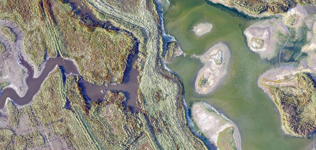 The economic value of ‘blue’ carbon and beyond.