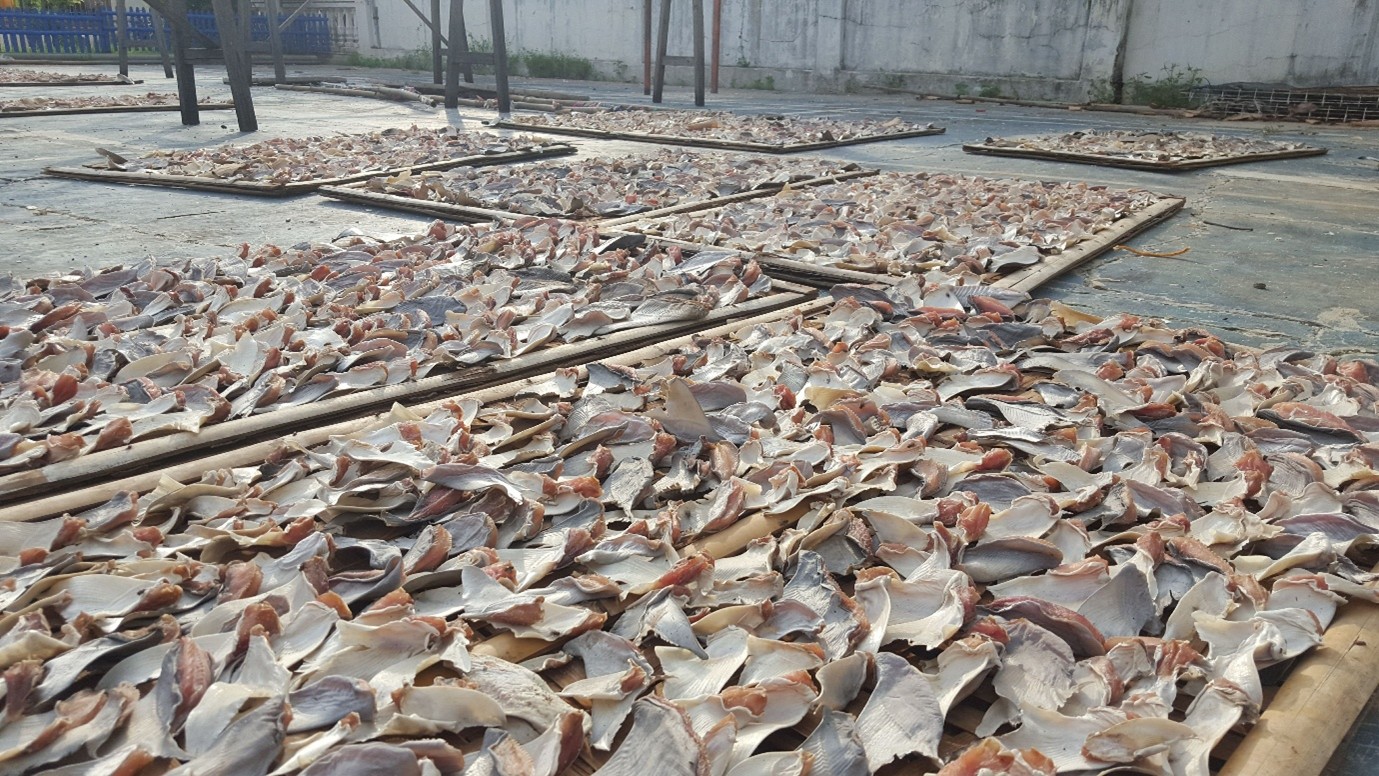 a floor covered in dried shark and ray fins