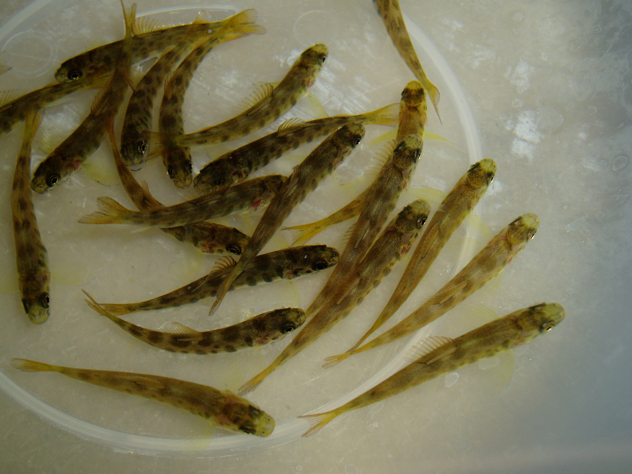 salmon in an aquarium tank