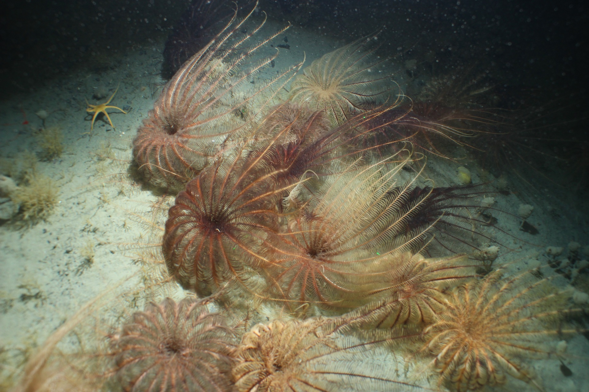 sea lilies