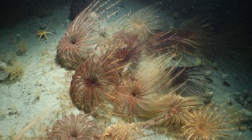 sea lilies