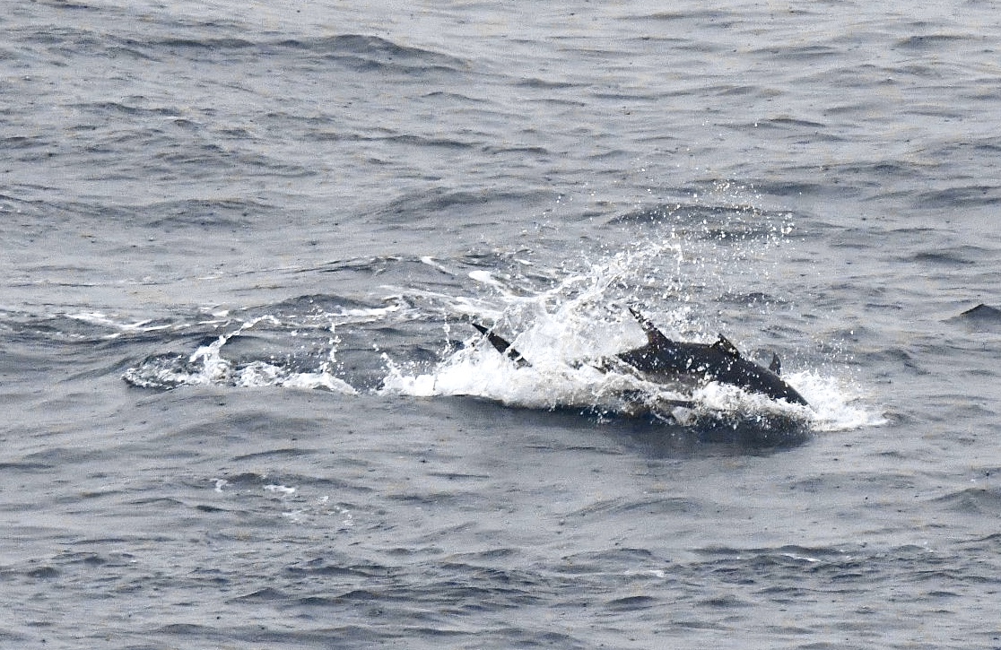 Bluefin Tuna in the water