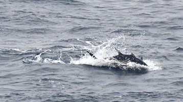 Bluefin Tuna in the water