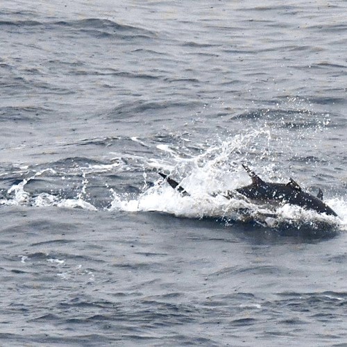 Bluefin Tuna in the water