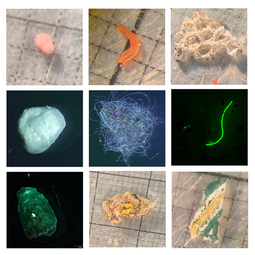 Current and future effects of microplastics on marine ecosystems (the MINIMISE project)