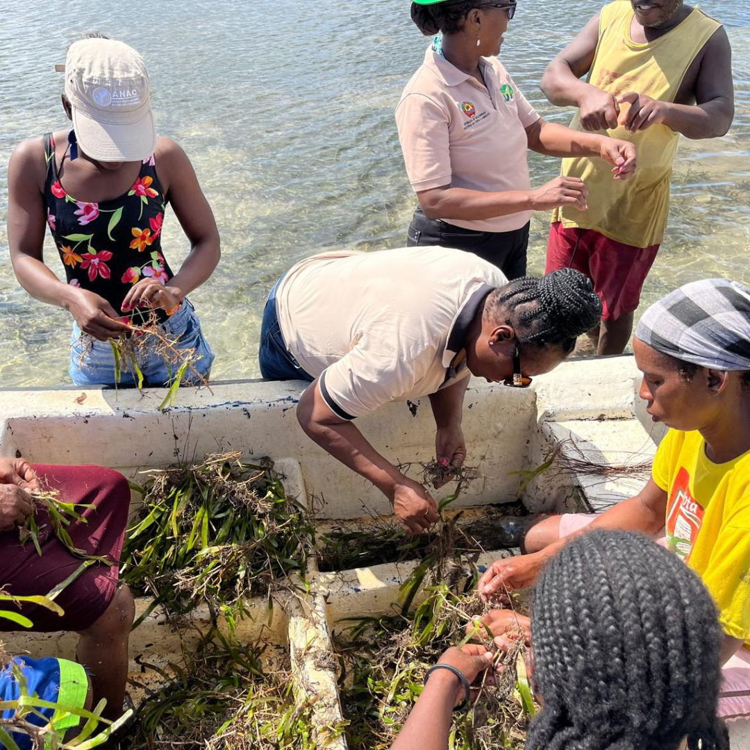 a group of woman sorting through aquatic plants standing in shallow water, two of them are having a conversation