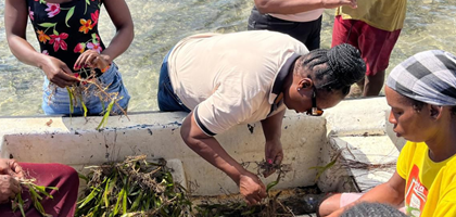 a group of woman sorting through aquatic plants standing in shallow water, two of them are having a conversation