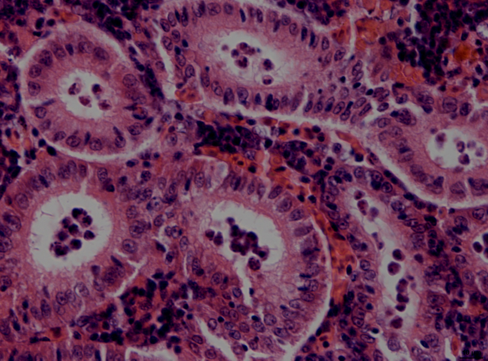 a cross section of an animal