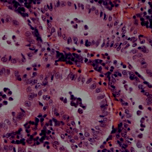 a cross section of an animal